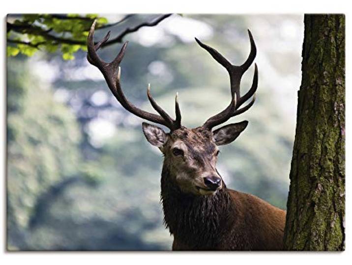 ARTLAND Wanddeko Leinwand Bilder Wandbild Hirsch Geweih Wald Tiere Natur Landschaft Jäger Landhaus T0MO