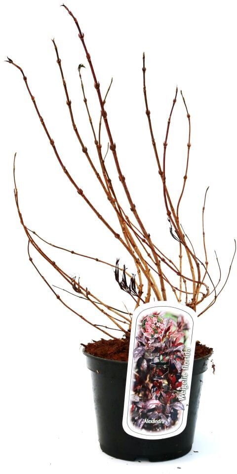 Pflanzen Rotblättrige Weigelie Purpurea 3 l Container
