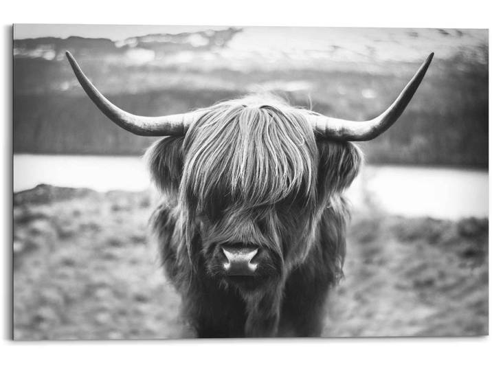 Wandbild REINDERS Wandbild Schottische Hochlandrind Stier - Hörner - Hochplateau , schwarz (farbe bild(er): schwarz, weiß), B:90cm H:60cm, MDF, Bilder, Wandbild