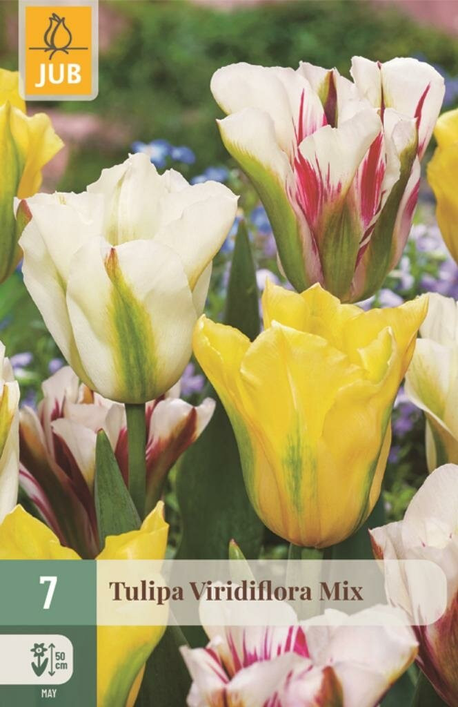 Jub Tulp viridiflora mix 7 bollen