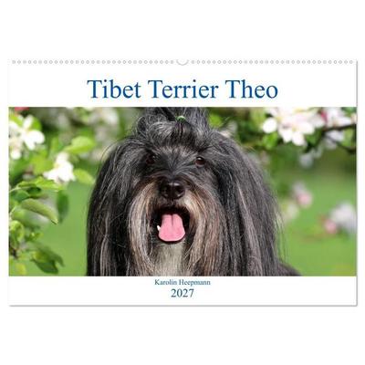 Tibet Terrier Theo (Wandkalender 2027 DIN A2 quer), CALVENDO Monatskalender