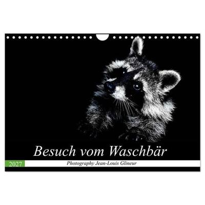 Besuch vom Waschbär (Wandkalender 2027 DIN A4 quer), CALVENDO Monatskalender