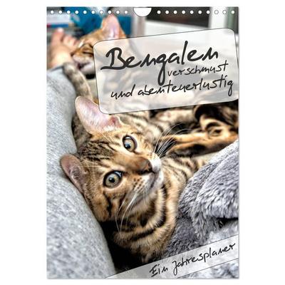 Bengalen - verschmust und abenteuerlustig (Wandkalender 2026 DIN A4 hoch), CALVENDO Monatskalender