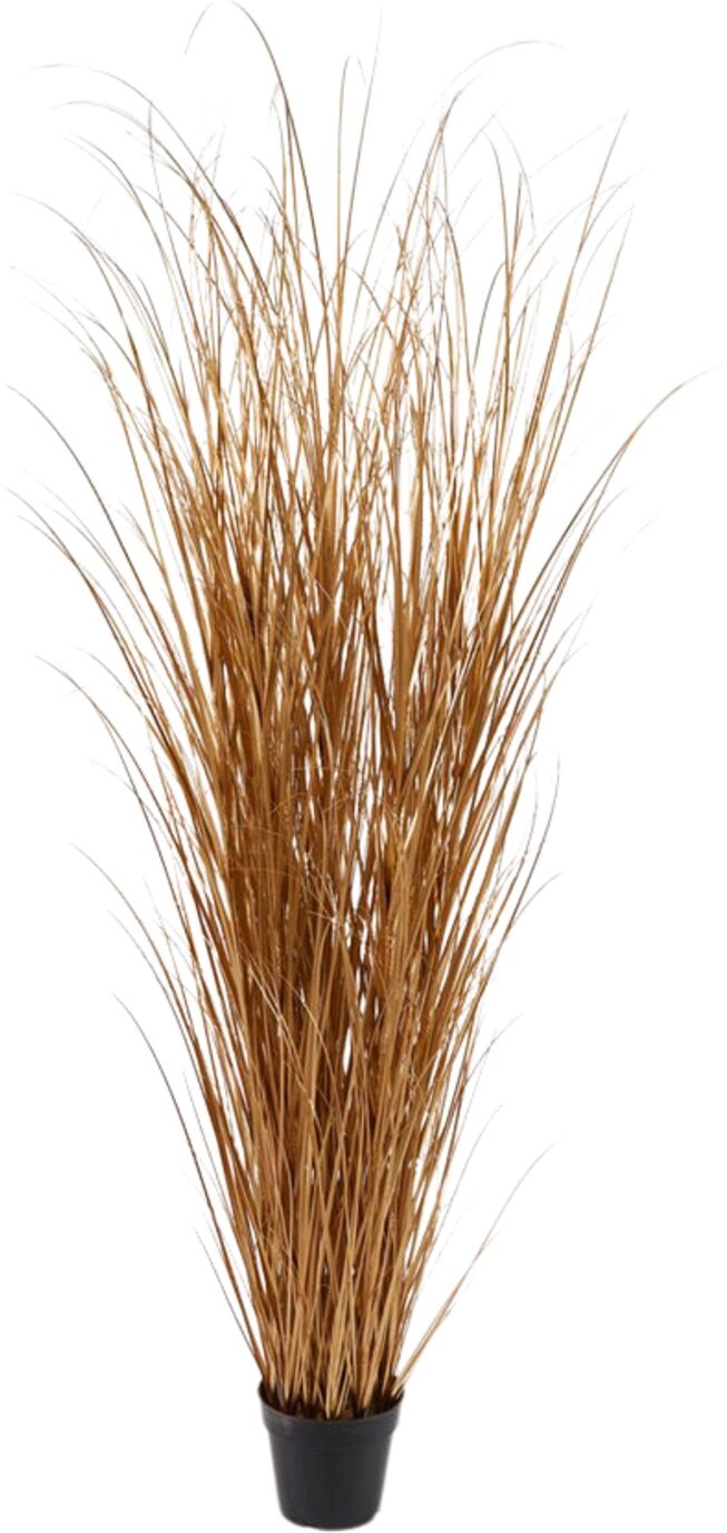 Edg Schilfgras Gold H: 180 cm  Gold