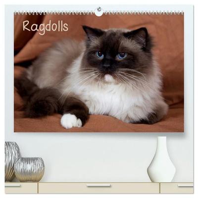 Ragdolls (hochwertiger Premium Wandkalender 2027 DIN A2 quer), Kunstdruck in Hochglanz