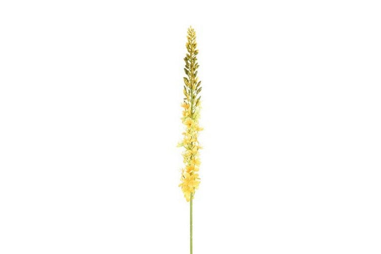 Countryfield zijden Eremurus bloem geel 107 cm