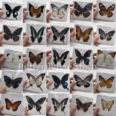 Inspire Picks Real Butterfly Specimens Display Set Natural Insect Collection Art For Home Decor 10100pcs 10 Pcs