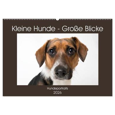 Kleine Hunde - Große Blicke (Wandkalender 2026 DIN A2 quer), CALVENDO Monatskalender