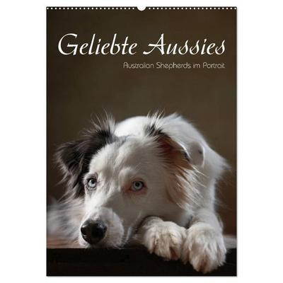 Geliebte Aussies - Australian Shepherds im Portrait (Wandkalender 2027 DIN A2 hoch), CALVENDO Monatskalender