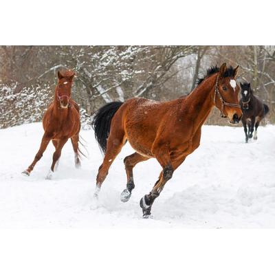 Fototapete PAPERMOON "Pferde im Schnee", bunt, B:5m L:2,8m, Vlies, Tapeten
