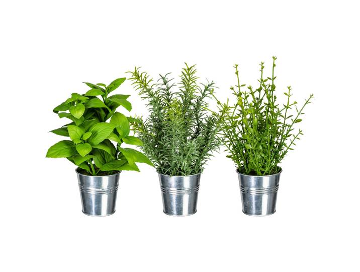 Kunstpflanze Botanic grün Kunststoff H 8 cm - Kunstpflanze