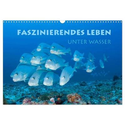Faszinierendes Leben unter Wasser (Wandkalender 2026 DIN A3 quer), CALVENDO Monatskalender
