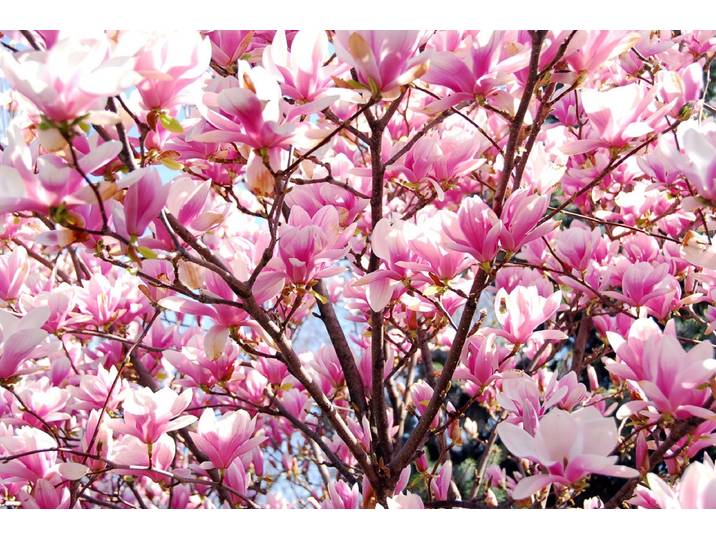 Fototapete PAPERMOON Blühende Magnolie , bunt, B:1,5m L:1,11m, Vlies, Tapeten, Fototapete