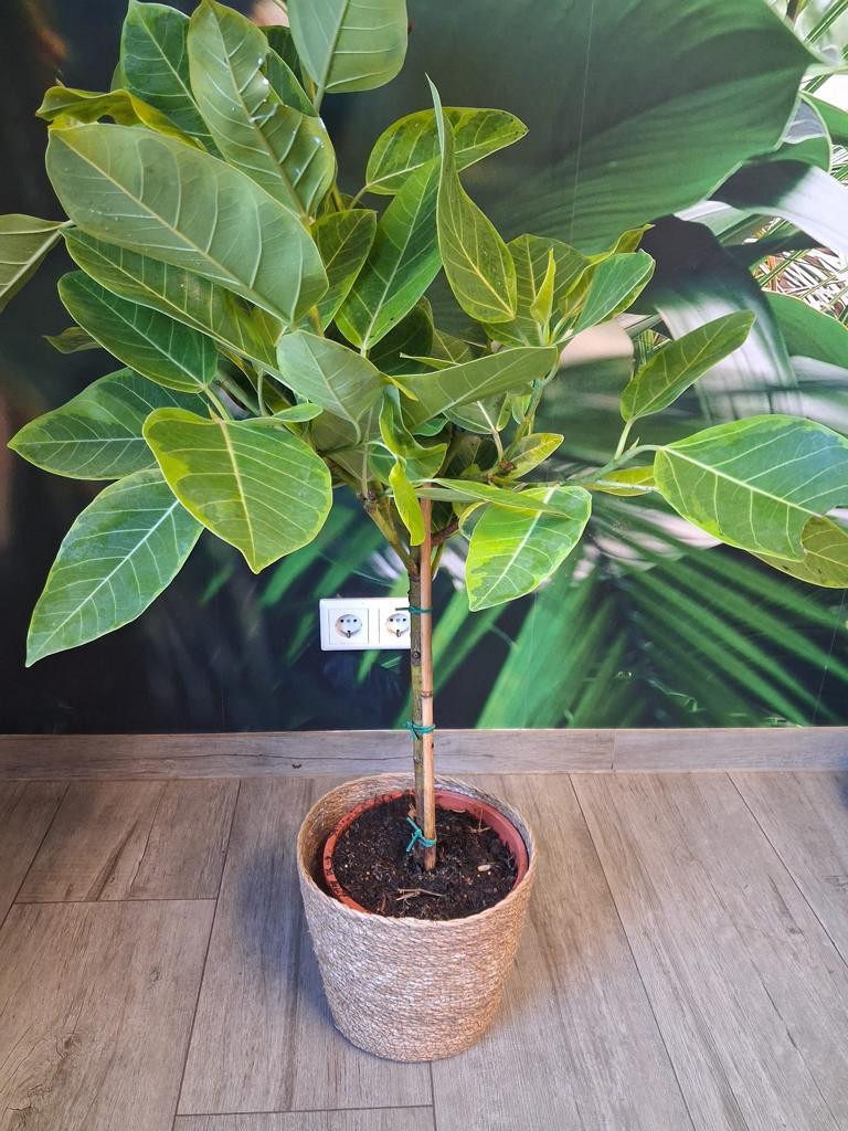 Ficus elastica variegata Altissima Rubberplant stek 40–60 cm met decoratieve pot