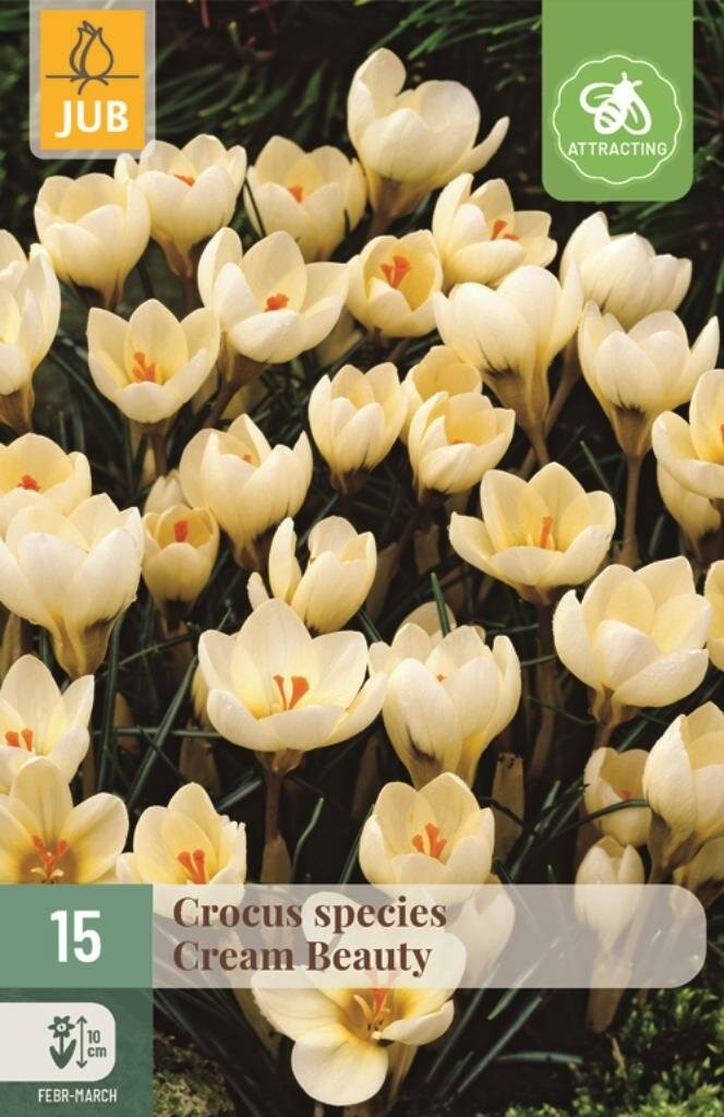 Jub Crocus Cream Beauty 15 stuks