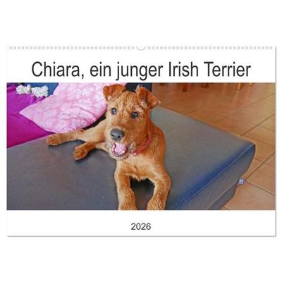 Chiara, ein junger Irish Terrier (Wandkalender 2026 DIN A2 quer), CALVENDO Monatskalender