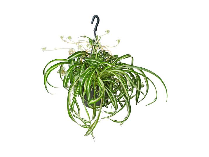 Qualité & Prix Ampel-Grünpflanze Hängend ⌀ 18 cm