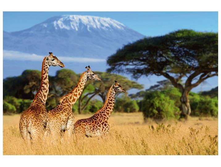 Alubild Giraffen in Der Savanne image LAND