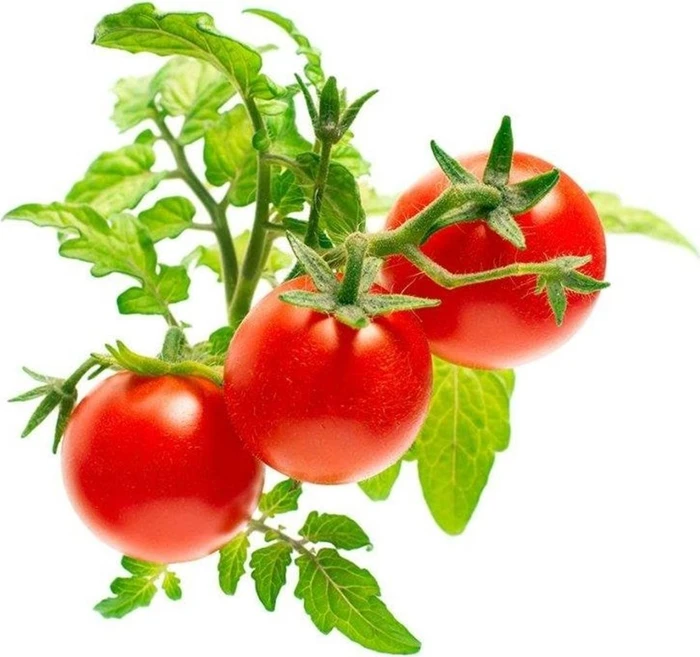 Click And Grow Mini-Tomaten