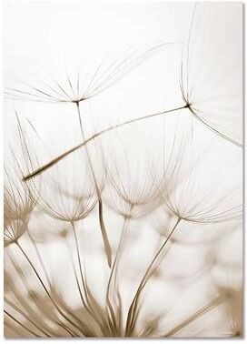 Inspired Finds Nordic White Shell Beach Dandelion Canvas Wall Art Minimalist Living Room Decor soft Dandelion 7.87x11.81in