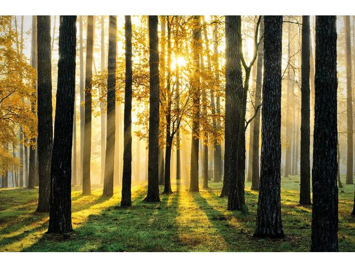 Fototapete PAPERMOON Sunny Forest , bunt, B:3m L:2,23m, Vlies, Tapeten, Fototapete