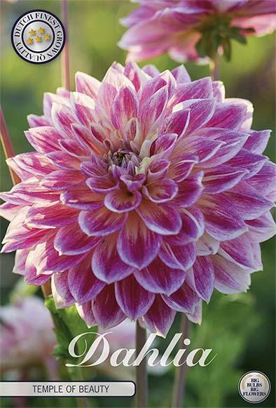 Sam van Schooten Dahlie 'Temple of Beauty' (1 stuk)