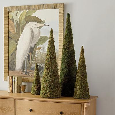"Preserved Moss Cone Tree - 32"" x 10"" - Ballard Designs"