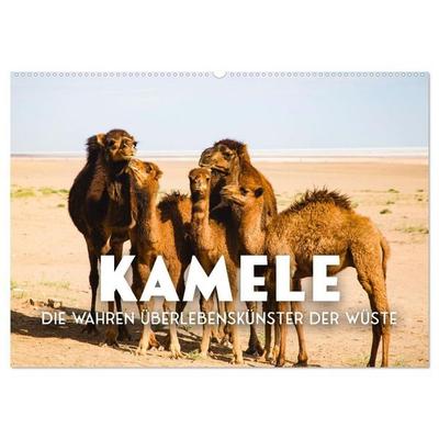 Kamele - die wahren Überlebenskünstler der Wüste. (Wandkalender 2027 DIN A2 quer), CALVENDO Monatskalender