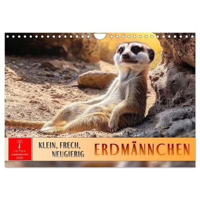 Erdmännchen - klein, frech, neugierig (Wandkalender 2026 DIN A4 quer), CALVENDO Monatskalender