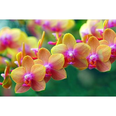 Papermoon "Goldene Orchideen"