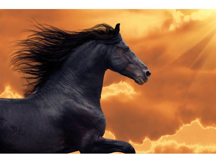 Papermoon FRISIAN PFERD-RUNNING GALOPP TIER PORTRAIT TIER HENGST