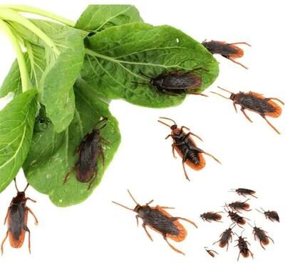 All Categories Goods Realistic Fake Prank Cockroaches Rubber Creepy Gag Toy Set Realistic Fake Prank Cockroaches Rubber Creepy Gag Toy Set