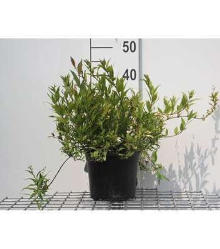 Deutzia gracilis Nikko Bruidsbloem in pot, 25-30 cm
