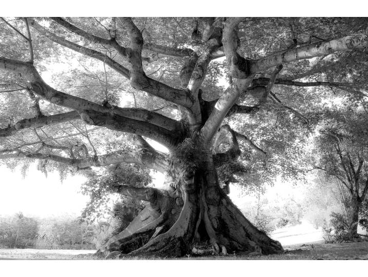 Papermoon Baum Schwarz & Weiss
