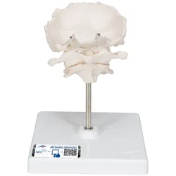 Atlas und Axis Modell, mit Hinterhauptschuppe, auf Stativ - 3B Smart Anatomy