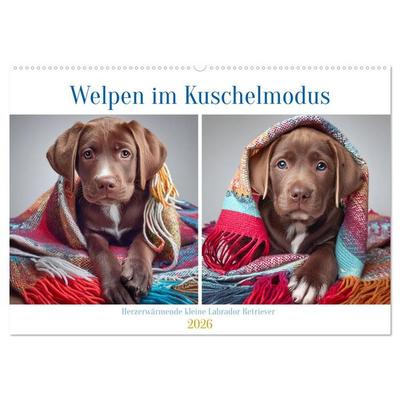Welpen im Kuschelmodus - Herzerwärmende kleine Labrador Retriever (Wandkalender 2026 DIN A2 quer), CALVENDO Monatskalender