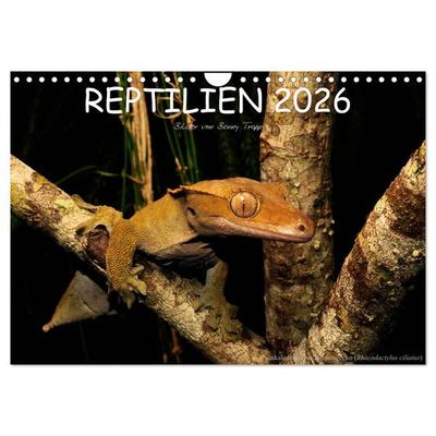 REPTILIEN (Wandkalender 2026 DIN A4 quer), CALVENDO Monatskalender