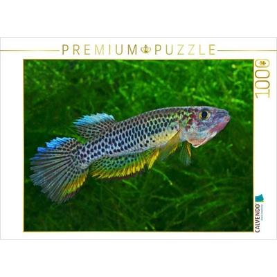 CALVENDO Puzzle Epiplatys esekanus - Kamerun | 1000 Teile Lege-Größe 64x48cm Foto-Puzzle für glückliche Stunden