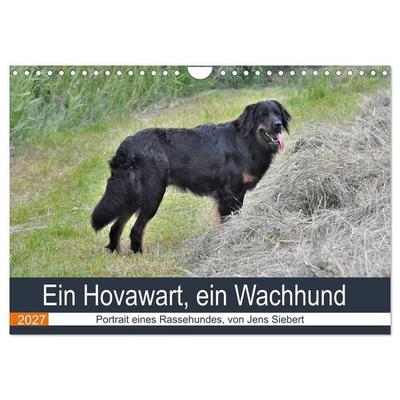Ein Hovawart, ein Wachhund (Wandkalender 2027 DIN A4 quer), CALVENDO Monatskalender
