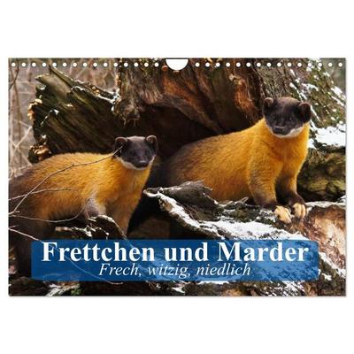 Frettchen und Marder. Frech, witzig, niedlich (Wandkalender 2026 DIN A4 quer), CALVENDO Monatskalender