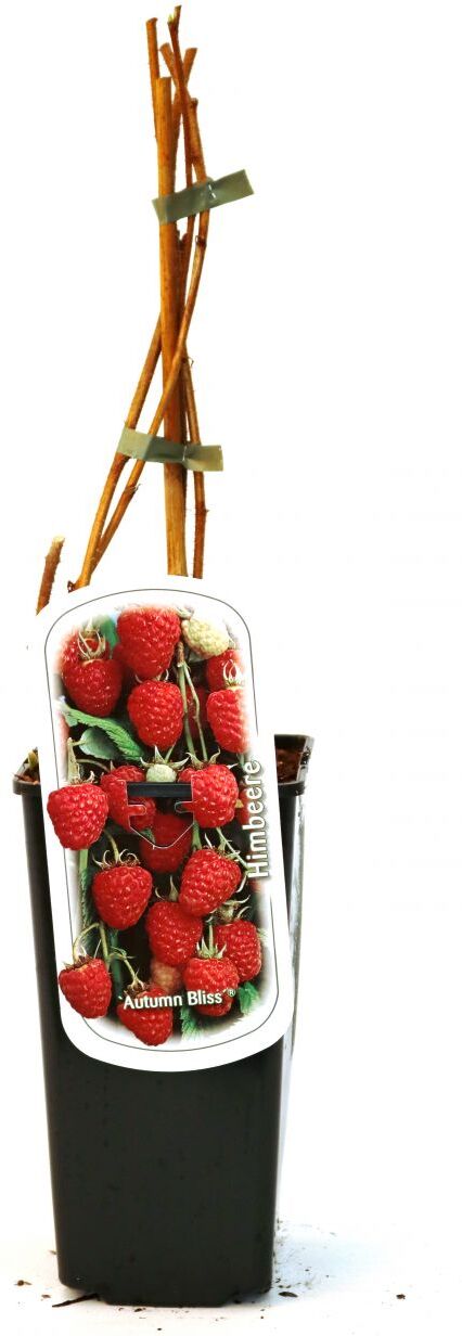 Pflanzen Obststrauch Himbeere 2 L Eck-Container