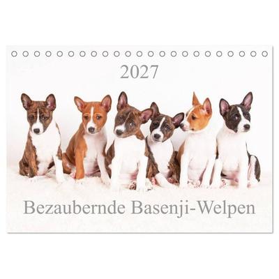 Bezaubernde Basenji-Welpen (Tischkalender 2027 DIN A5 quer), CALVENDO Monatskalender