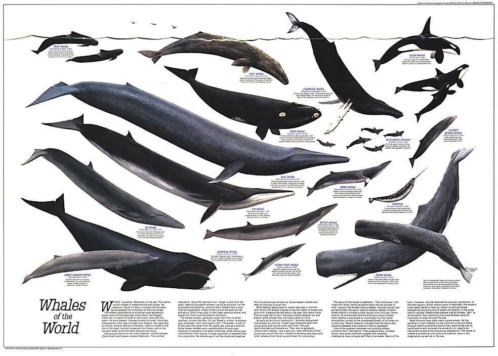 National Geographic Historic POD 1976 Baleines du monde