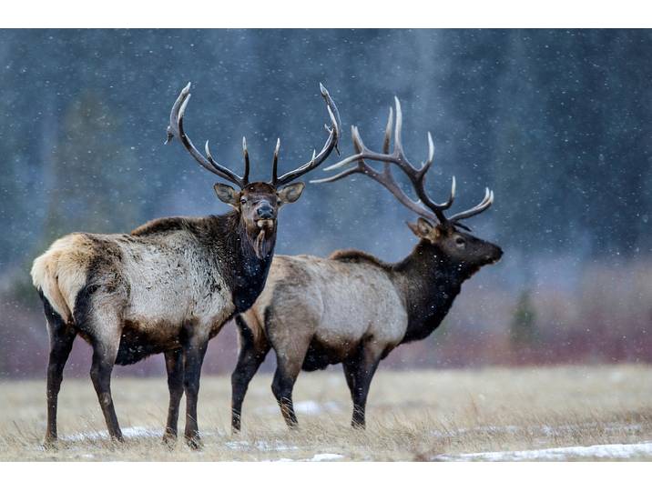 Fototapete PAPERMOON Photo-Art VERDON, ERSTER SCHNEE , bunt, B:3,5m L:2,6m, Vlies, Tapeten, Fototapete