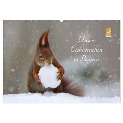 Unsere Eichhörnchen in Bayern (Wandkalender 2026 DIN A2 quer), CALVENDO Monatskalender