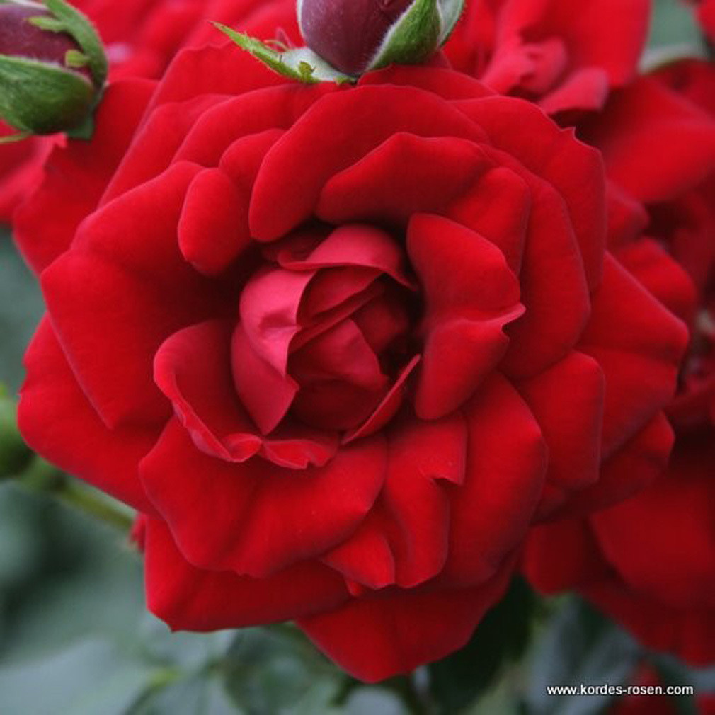 Kordes Klimroos Rosa Amadeus