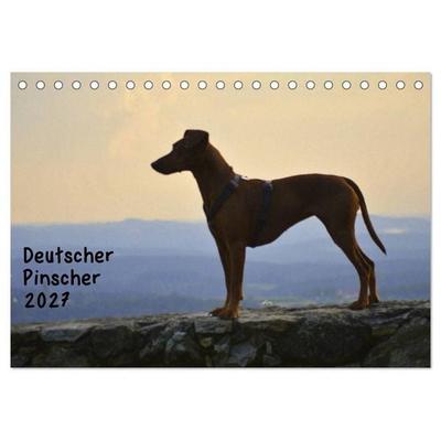 Deutscher Pinscher (Tischkalender 2027 DIN A5 quer), CALVENDO Monatskalender