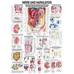 anat. Lehrtafel: Niere und Harnleiter 70 x 100 cm, laminiert