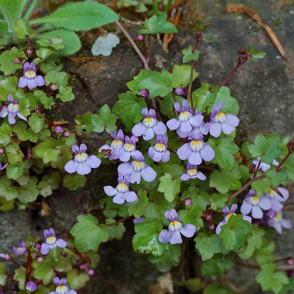 6 x Mauerzinkbloem Cymbalaria muralis in pot van 9x9 cm van Arborix