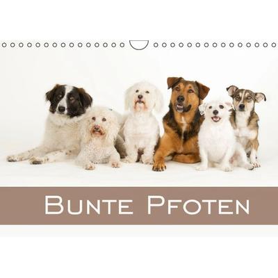 Bunte Pfoten / Geburtstagskalender (Wandkalender immerwährend DIN A4 quer)